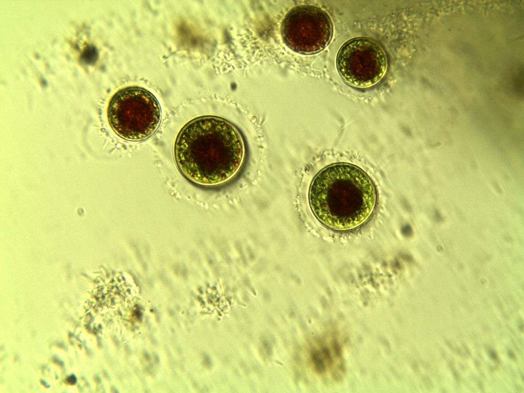 Haematococcus pluvialis